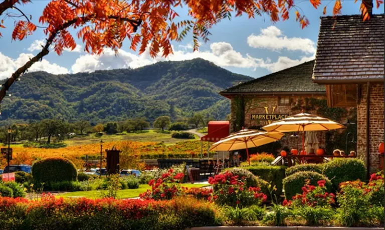 When is The Best Time To Go To Napa Valley Wine Tours-Baylimoz Bay Area