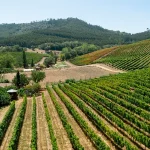 How to Go to Napa Valley from San Francisco Unlocking the Best Journey in 2024- Baylimoz