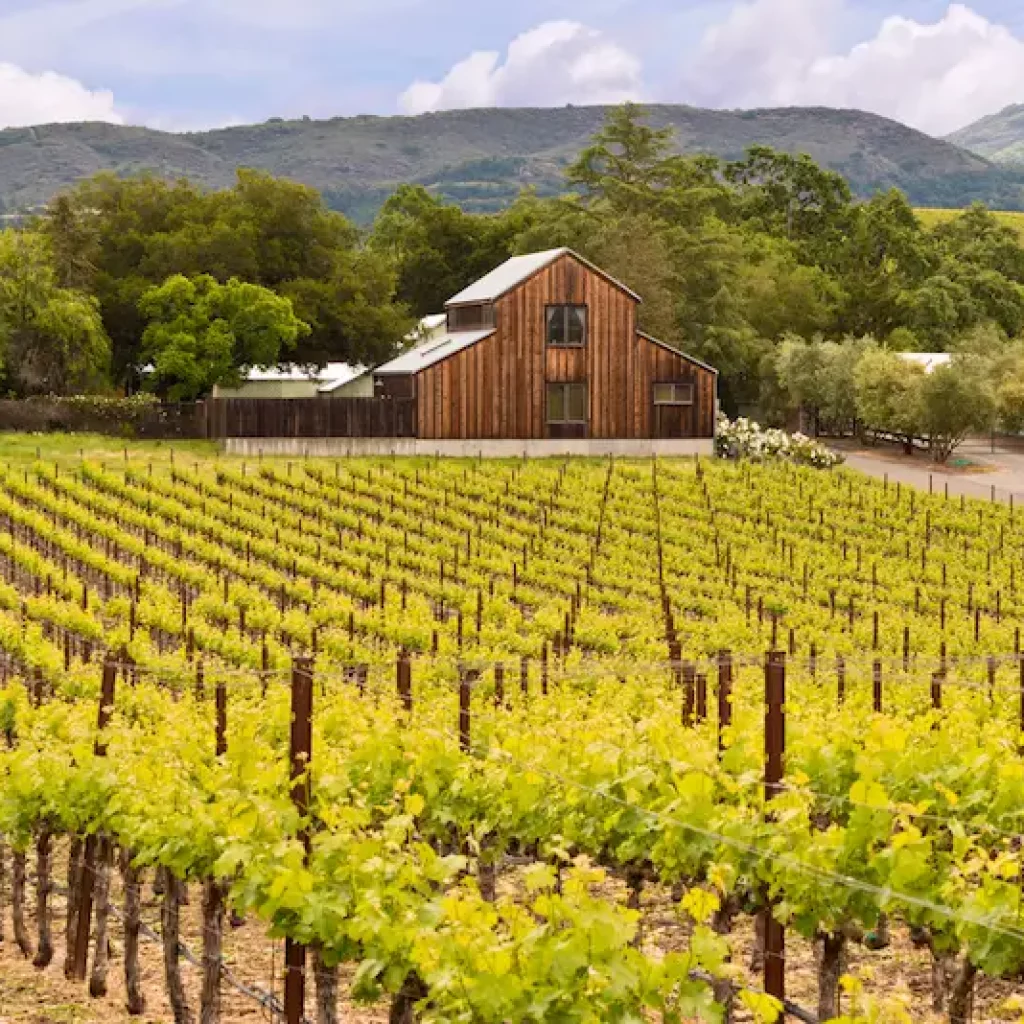 The Best Events in Napa Valley in 2024- Baylimoz Napa Valley Wine Tours