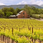 The Best Events in Napa Valley in 2024- Baylimoz Napa Valley Wine Tours