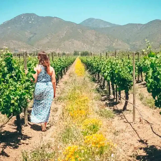 How Many Wineries in Napa Valley