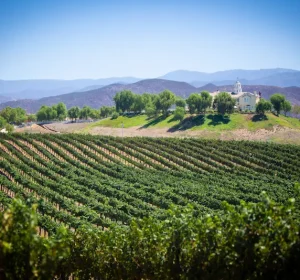 Best Guide about California Wine Tour Transportation Experience True Luxury in 2024- BayLimoz Napa Wine Tours