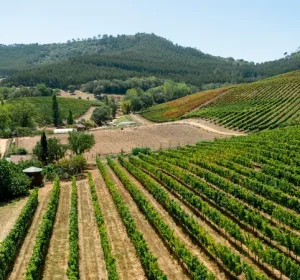 How to Go to Napa Valley from San Francisco Unlocking the Best Journey in 2024- Baylimoz