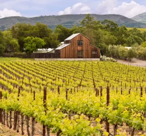 The Best Events in Napa Valley in 2024- Baylimoz Napa Valley Wine Tours