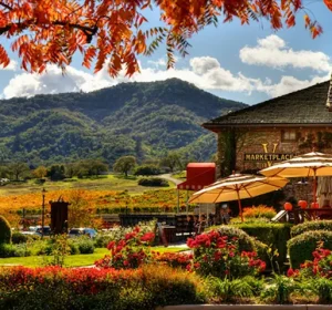 When is The Best Time To Go To Napa Valley Wine Tours-Baylimoz Bay Area
